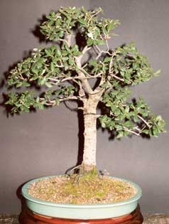 bonsai alcornoque